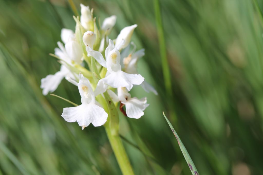 Orchidea da identificare